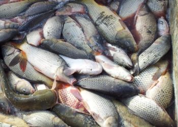 O întreagă reţea care comercializa peşte stricat, pe raza mai multor judeţe, destructurată de Poliţie.