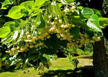 UN BĂRBAT DE 72 DE ANI A MURIT DUPĂ CE A CĂZUT DINTR-UN COPAC