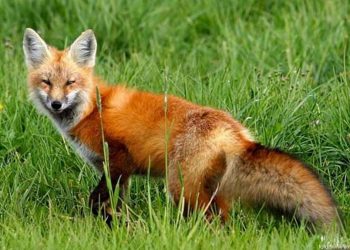 Campanie vaccinare vulpi