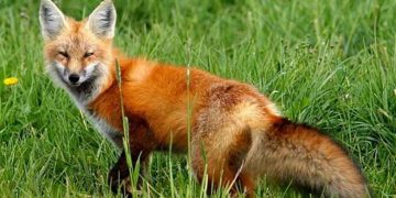 Campanie vaccinare vulpi