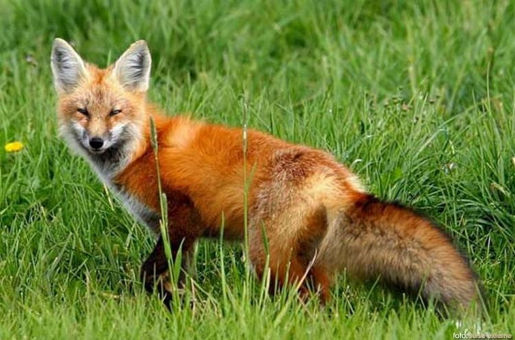 Campanie vaccinare vulpi