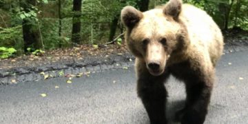 UN BĂRBAT DE 63 DE ANI DIN COMUNA BUCIUMENI, A FOST ATACAT DE UN URS ÎN ACEASTĂ DIMINEAȚĂ