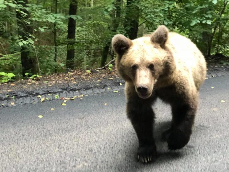 UN BĂRBAT DE 63 DE ANI DIN COMUNA BUCIUMENI, A FOST ATACAT DE UN URS ÎN ACEASTĂ DIMINEAȚĂ