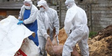 UN NOU FOCAR DE PESTA PORCINĂ ÎN DÂMBOVIȚA