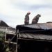 UN INCENDIU VIOLENT A IZBUCNIT IERI, LA ORELE AMIEZII ÎNTR-O GOSPODĂRIE DIN LOCALITATEA CIOCĂNEȘTI