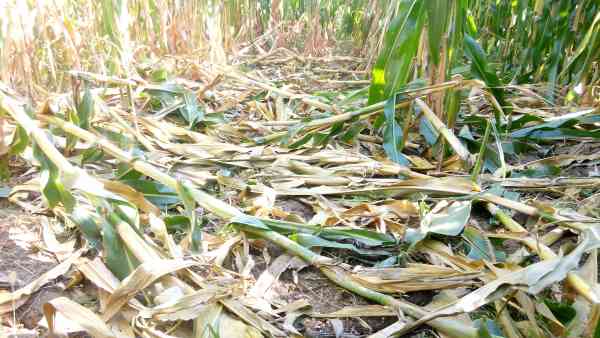 MISTREȚII DIN VALEA LUNGĂ FAC RAVAGII ÎN CULTURILE OAMENILOR