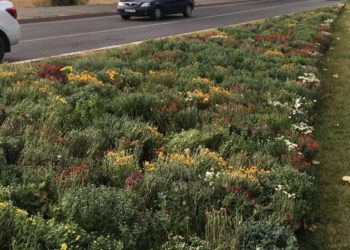 PÂNĂ LA SFÂRȘITUL LUNII VIITOARE, VOR FI PLANTATE APROXIMATIV 20.000 DE FLORI ȘI PESTE 2000 DE ARBORI ȘI ARBUȘTI