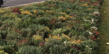 PÂNĂ LA SFÂRȘITUL LUNII VIITOARE, VOR FI PLANTATE APROXIMATIV 20.000 DE FLORI ȘI PESTE 2000 DE ARBORI ȘI ARBUȘTI