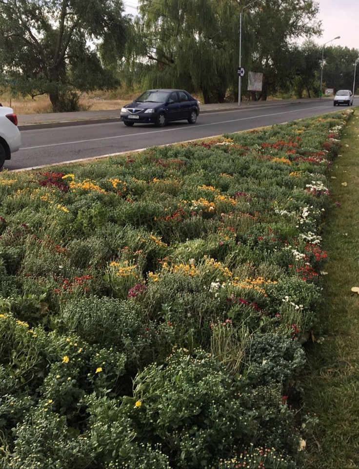 PÂNĂ LA SFÂRȘITUL LUNII VIITOARE, VOR FI PLANTATE APROXIMATIV 20.000 DE FLORI ȘI PESTE 2000 DE ARBORI ȘI ARBUȘTI