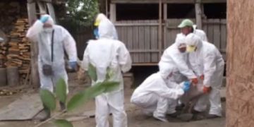 VIRUSUL DE PESTĂ PORCINĂ AFRICANĂ CONFIRMAT ÎN LOCALITATEA RACOVIȚA – COMUNA BUCȘANI