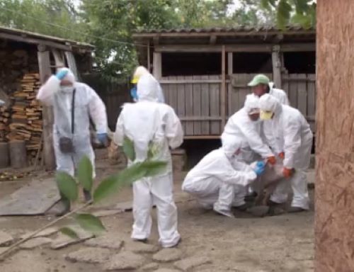 VIRUSUL DE PESTĂ PORCINĂ AFRICANĂ CONFIRMAT ÎN LOCALITATEA RACOVIȚA – COMUNA BUCȘANI