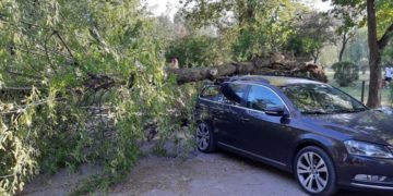 UN TÂRGOVIȘTEAN S-A ALES CU MAȘINA DISTRUSĂ DUPĂ CE A PARCAT-O ÎN ZONA PARCULUI CHINDIA. UN COPAC BĂTRÂN S-A RUPT ȘI A CĂZUT PESTE AUTOTURISM