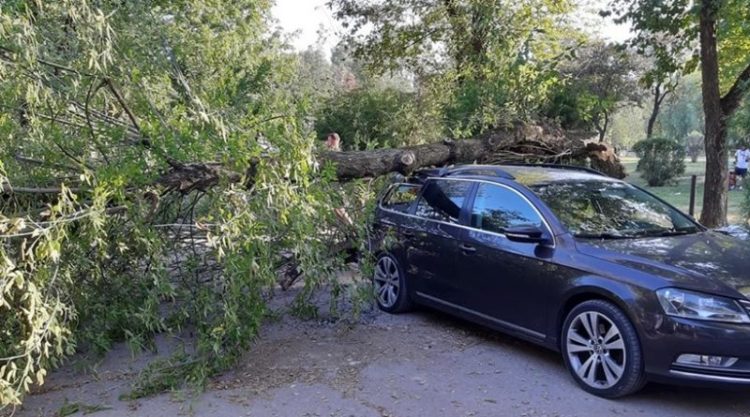 UN TÂRGOVIȘTEAN S-A ALES CU MAȘINA DISTRUSĂ DUPĂ CE A PARCAT-O ÎN ZONA PARCULUI CHINDIA. UN COPAC BĂTRÂN S-A RUPT ȘI A CĂZUT PESTE AUTOTURISM
