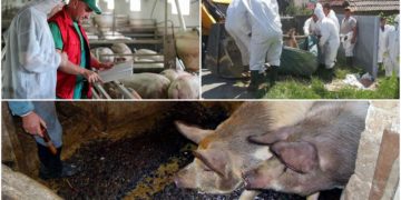 VIRUSUL PESTEI PORCINE AFRICANE A FĂCUT RAVAGII ÎN MULTE LOCALITĂȚI