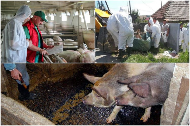 VIRUSUL PESTEI PORCINE AFRICANE A FĂCUT RAVAGII ÎN MULTE LOCALITĂȚI