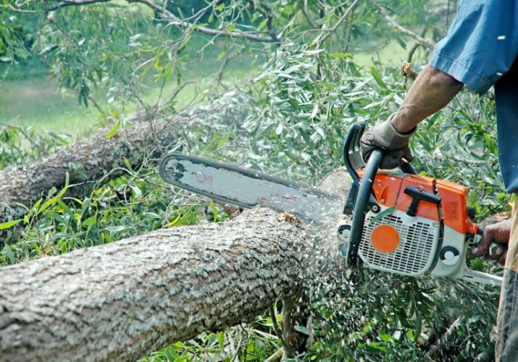BĂRBAT DIN VIȘINA, PRINS IN TIMP CE TĂIA FĂRĂ DREPT MAI MULȚI ARBORI DINTR-O PĂDURE PARTICULARĂ