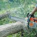 BĂRBAT DIN VIȘINA, PRINS IN TIMP CE TĂIA FĂRĂ DREPT MAI MULȚI ARBORI DINTR-O PĂDURE PARTICULARĂ