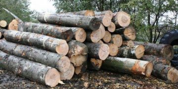 MANDAT DE ARESTARE PREVENTIVĂ, PUS ÎN APLICARE DE POLIȚIȘTI