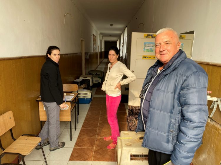 Sterilizare gratuită a câinilor fără pedigree la I.L. Caragiale. Primăria încearcă să stopeze înmulțirea maidanezilor!