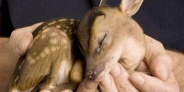 Bărbatul care a crescut un pui de căprioară va fi cercetat pentru braconaj!