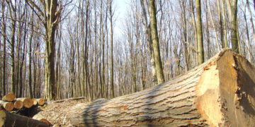 Bărbat ucis de un copac pe care voia să îl fure!