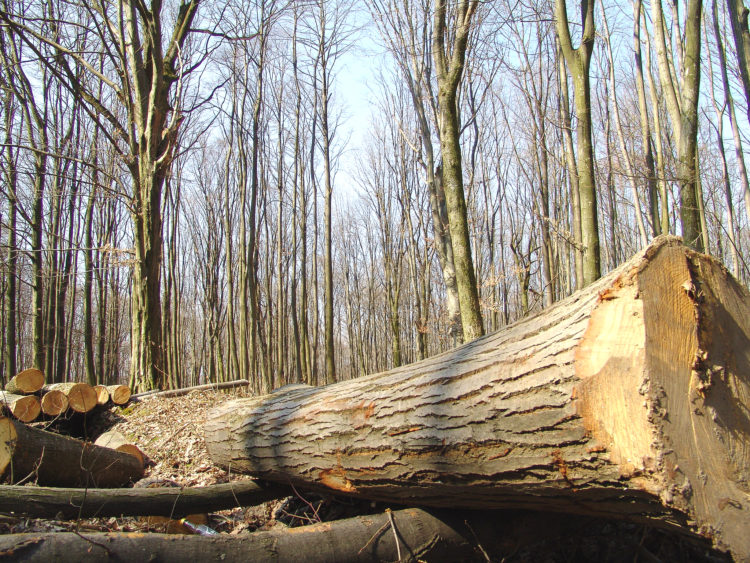Bărbat ucis de un copac pe care voia să îl fure!