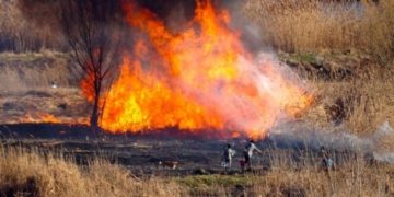 Incendiu de vegetație în comuna Malu cu Flori!