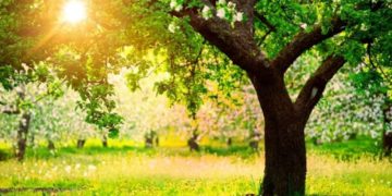 Vreme extrem de caldă cu temperaturi ce ating 20 de grade!