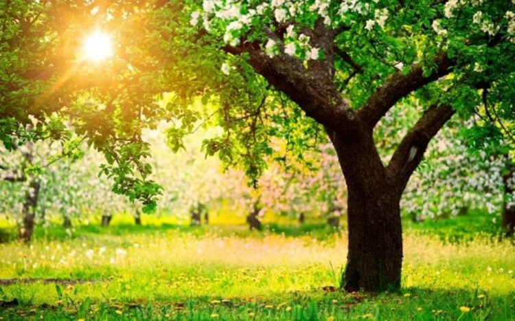 Vreme extrem de caldă cu temperaturi ce ating 20 de grade!