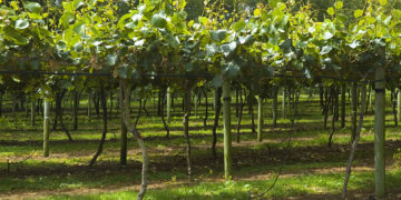 Vremea afectează pomicultura!