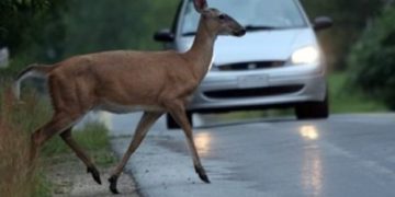 Dosar penal pentru un tânăr din Dâmbovița după ce a lovit o căprioară!