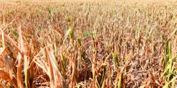 Cerealele sunt afectate de secetă și îngheț!