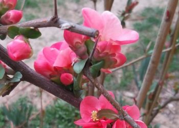 Vremea este frumoasă și temperaturile cresc!