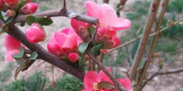 Vremea este frumoasă și temperaturile cresc!