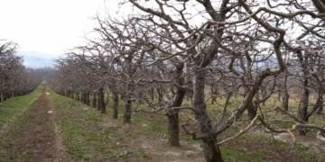 Seceta de anul trecut și înghețul din ultima perioada au afectat pomicutura!