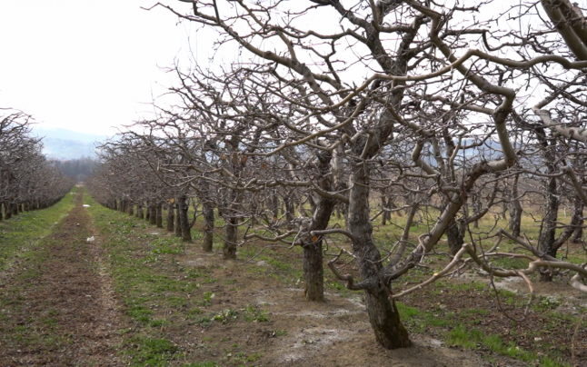 Seceta de anul trecut și înghețul din ultima perioada au afectat pomicutura!