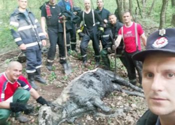 Pompierii au salvat în Sfânta Zi de Paște o bovină căzută într-o groapă de noroi!