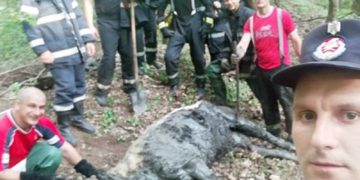 Pompierii au salvat în Sfânta Zi de Paște o bovină căzută într-o groapă de noroi!