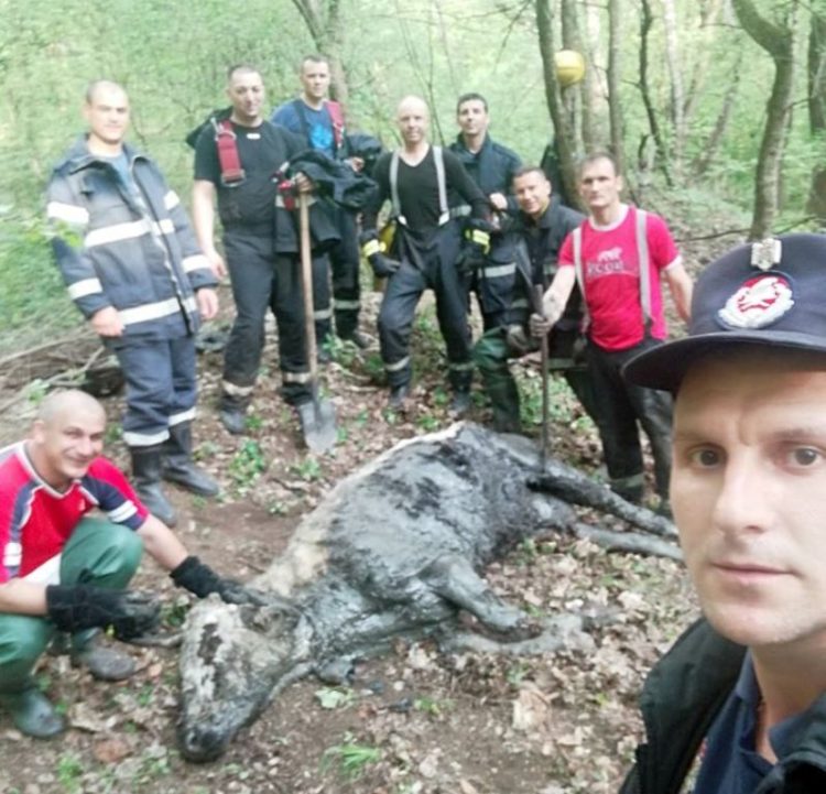 Pompierii au salvat în Sfânta Zi de Paște o bovină căzută într-o groapă de noroi!