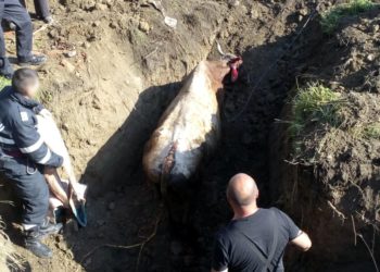 Pompierii au salvată o bovină căzută într-un canal!