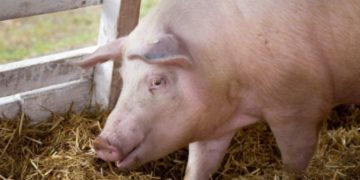 Noi cazuri de pestă porcină în Dâmbovița!