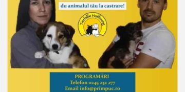 Campanie gratuită de sterilizare a câinilor cu stăpân!