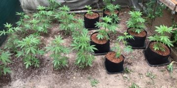 Percheziții la persoane bănuite de trafic de droguri!