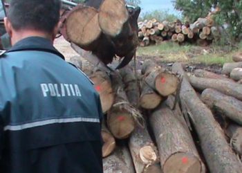 Polițiștii au acționat pentru prevenirea și sancționarea delictelor silvice!