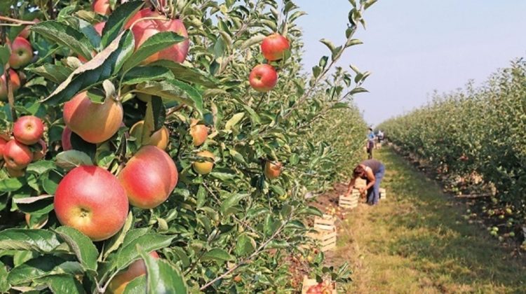 Calitatea producției pomicole lasă de dorit din cauza grindinei!