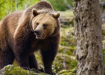 Silvicultorii sunt în alertă după ce au observat un urs în apropierea localității Gheboaia!