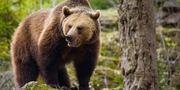 Silvicultorii sunt în alertă după ce au observat un urs în apropierea localității Gheboaia!