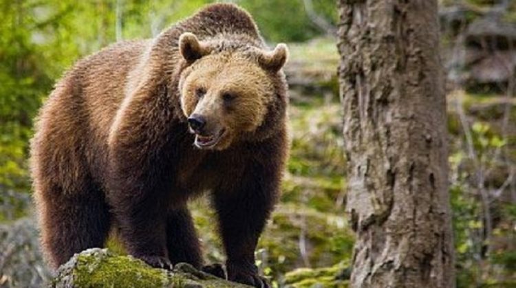 Silvicultorii sunt în alertă după ce au observat un urs în apropierea localității Gheboaia!