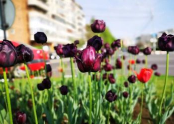 Parc de 50.000 de mp la Târgoviște!