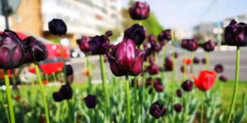 Parc de 50.000 de mp la Târgoviște!